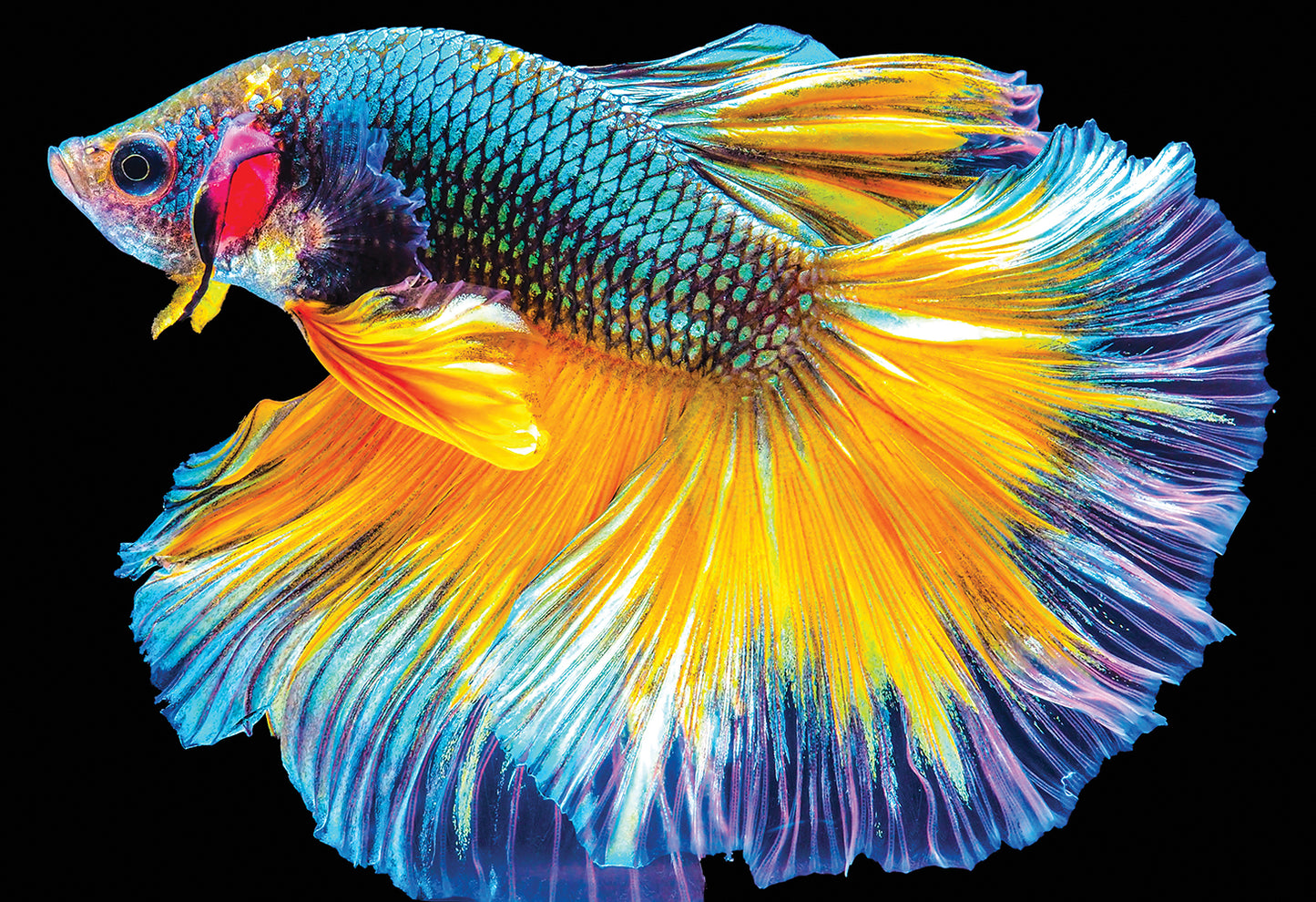 Interdruk - Dėlionė Colourful Nature 6 Fish (250 detalių)