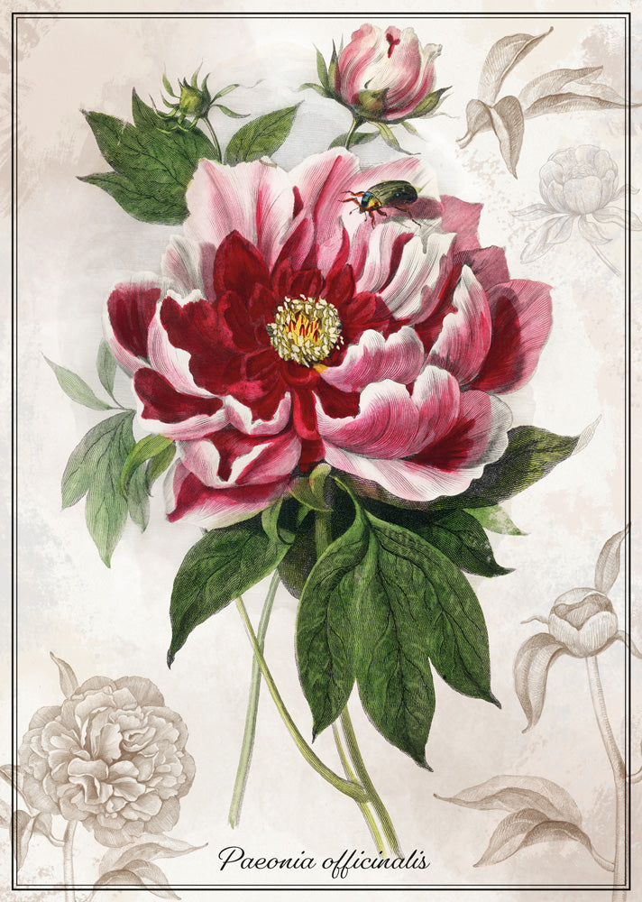 Interdruk -  Dėlionė Botanic Peony (1000 detalių)