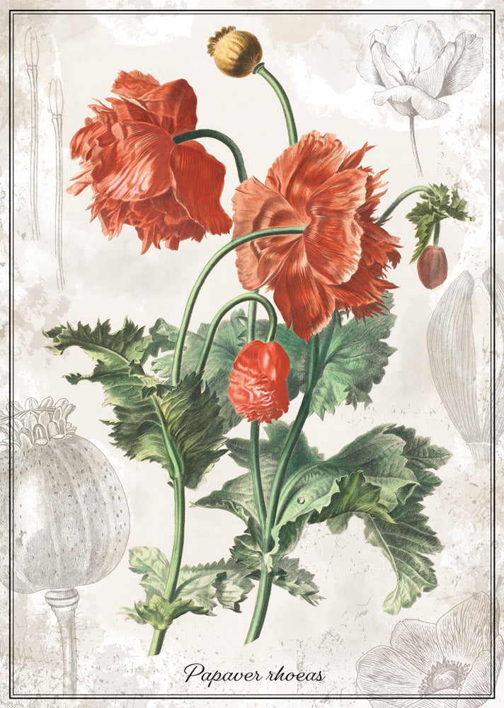 Interdruk -  1000 Botanic Poppy (1000 detalių)
