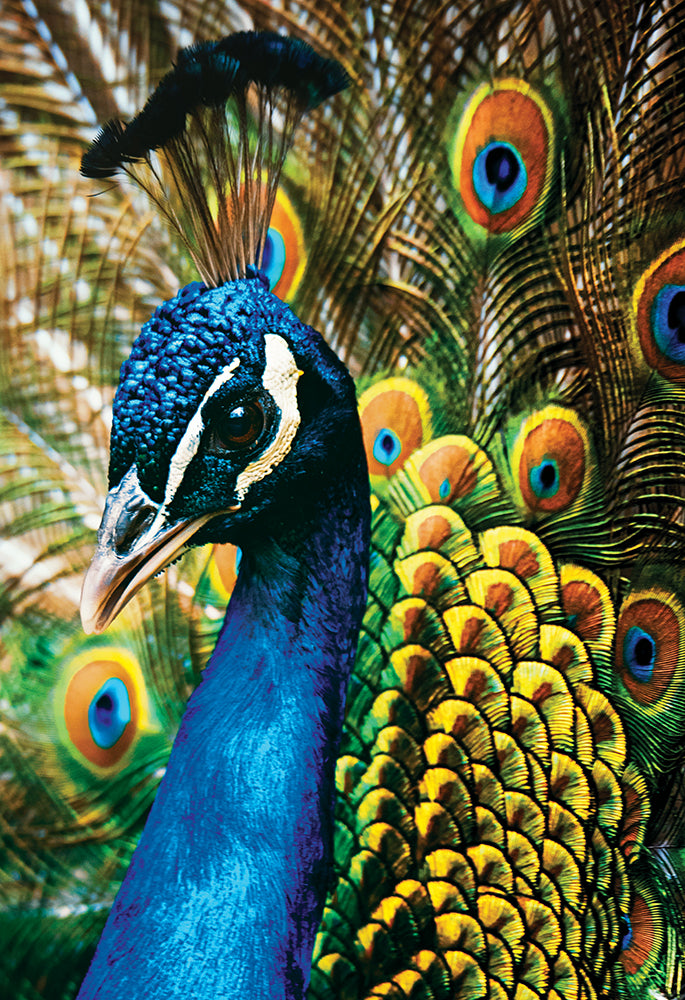 Interdruk -  Dėlionė Colourful Nature 1 Peacock 9250 detalių)