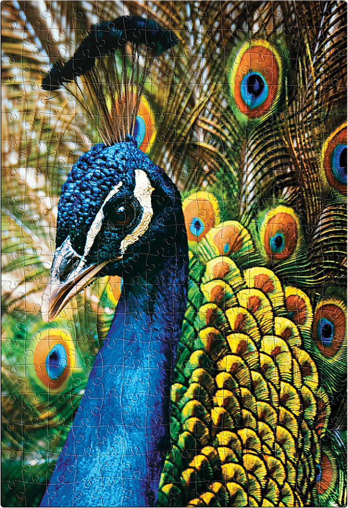 Interdruk -  Dėlionė Colourful Nature 1 Peacock 9250 detalių)